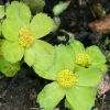 Hacquetia epipactis - abriachan nurseries